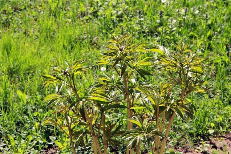 Субботний вояж. Часть вторая | Бэйбики Субботний вояж. Часть вторая