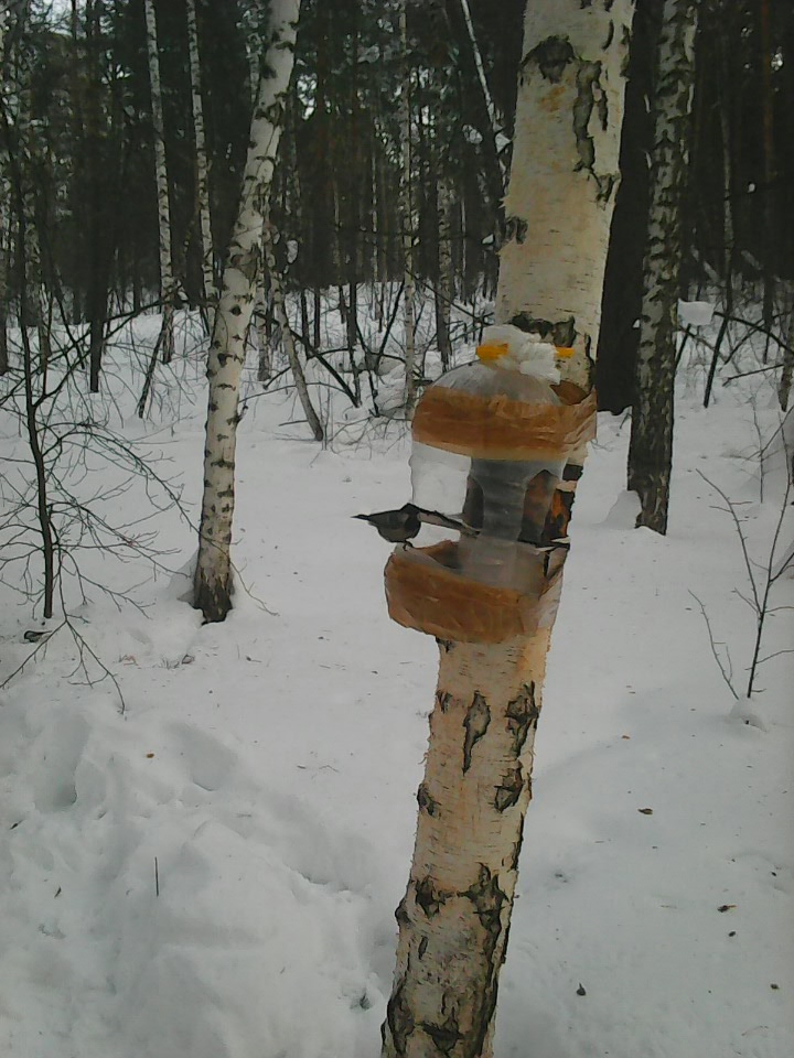 Интересное наблюдение за птицами у кормушки