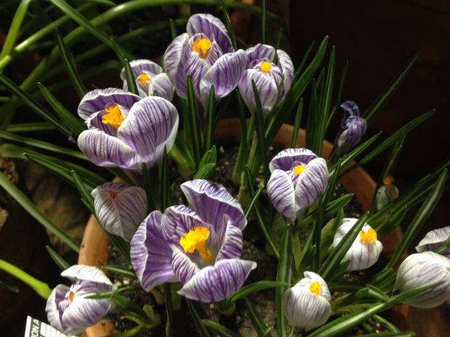 Поздравление с 8 Марта или "Репетиция весны в аптекарском огороде" (фото 7)