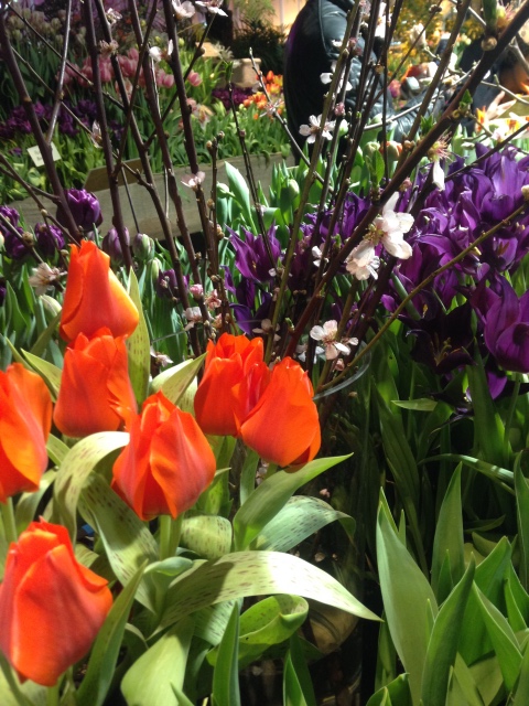 Поздравление с 8 Марта или "Репетиция весны в аптекарском огороде"