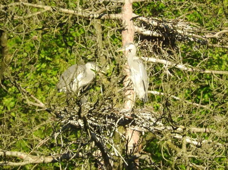 Любителям птиц. Серая цапля Словении
