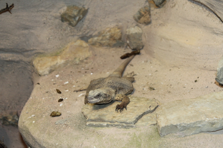 По Германии: зоопарк Лейпцига, часть 1