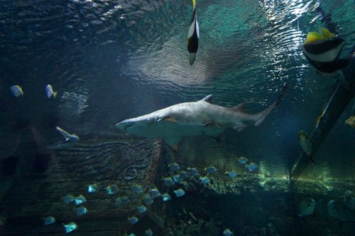 Воронежский океанариум — Туризм и путешествия: фотоотчеты из поездок