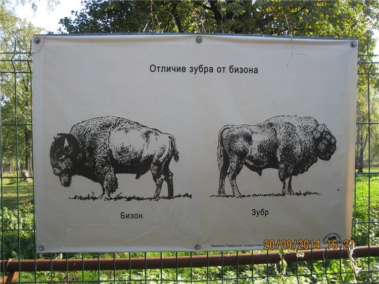 Давайте знакомиться! Мусенька - Realpuki Kaka Basic;)