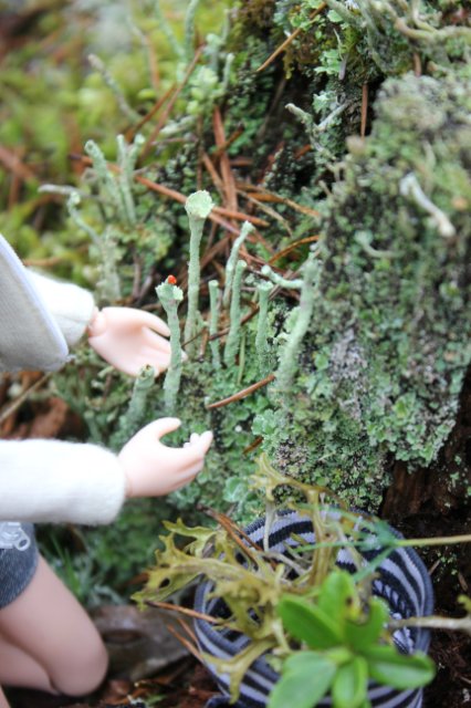 Японские девочки azone pure neemo в русском лесу (фото 10)