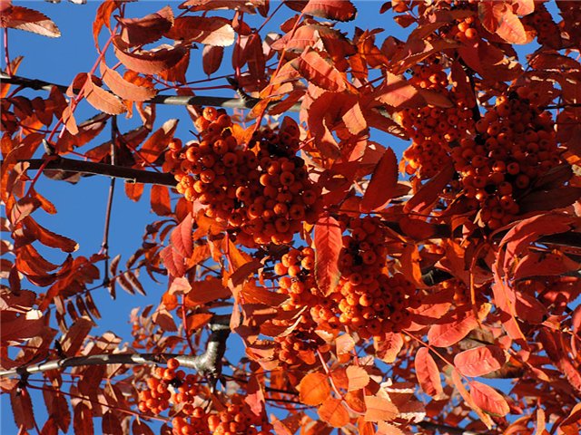 Рябиновый день — Куклы и тела Obitsu (Обитсу): 1/6 (фото 3)