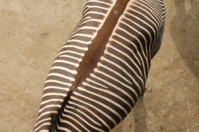 Сказка о Мишеле, BJD часть 2