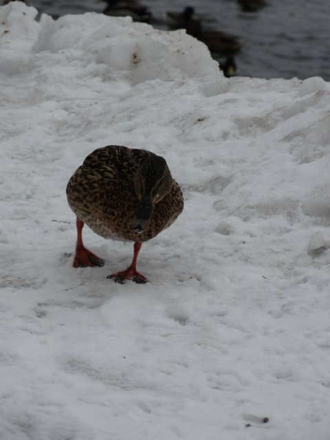 Прогулка с любимыми куколками (фото 7)