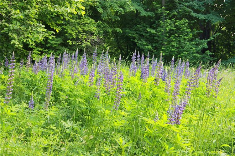 46-ой Пушкинский праздник поэзии в Берново. Часть первая