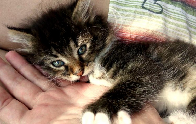 Кукла Нина. Мой подарок от подруги