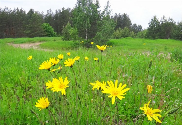 Китти и Гретхен на Орше — Куклы Gabriele Muller (Габриэле Мюллер): немецкий фарфор