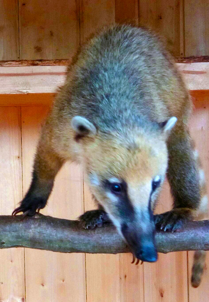 Тинка в экопарке — Куклы и тела Obitsu (Обитсу): 1/6