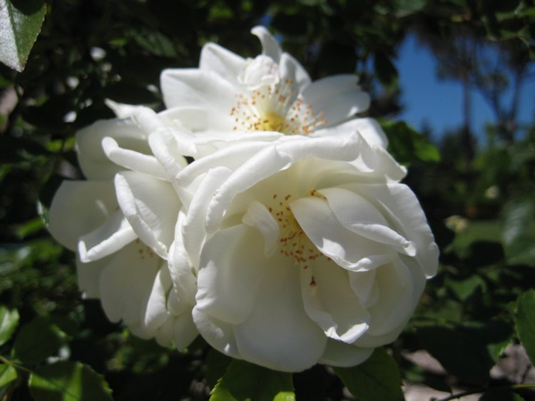 Вот такая вот Болгария — Туризм и путешествия: фотоотчеты из поездок (фото 5)