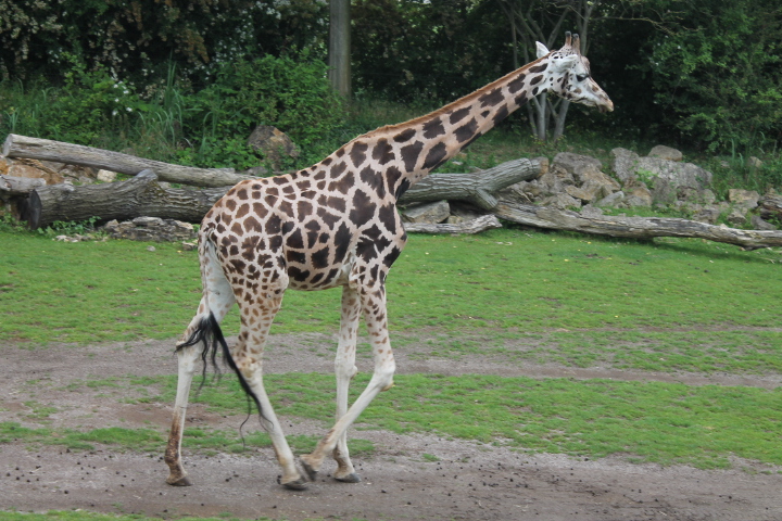 По Германии: зоопарк Лейпцига, часть 3