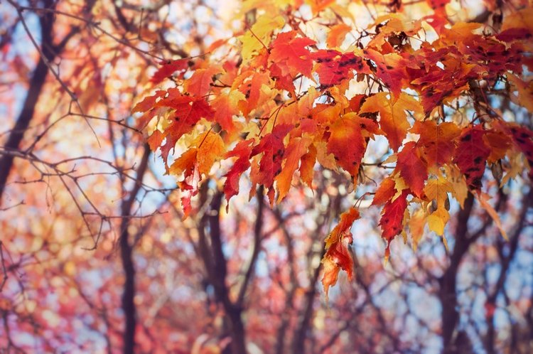 Душа Осени | Бэйбики Душа Осени — Куклы Iplehouse (Иплхаус): BJD (БЖД) (фото 3)