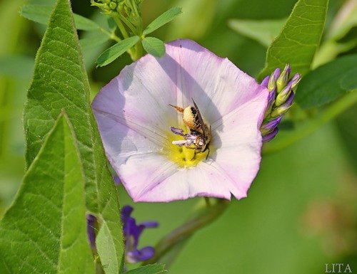 Ключи от лета или Полевица. Коллекционная кукла Элизы Глазгольд (фото 3)