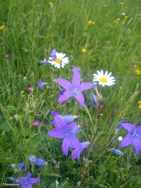 Манюнькино лето-2 (Полевые цветы) PukiFee Ante (фото 2)