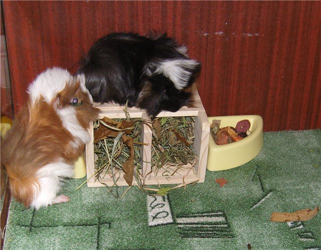 Мои любимые свинтусы Арлекин, Домино, Кёрли и Кума