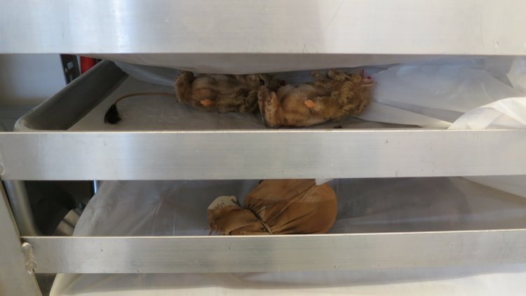 Впервые за 40 лет. День открытых дверей на кукольной фабрике R John Wright. Часть третья: Процесс производства