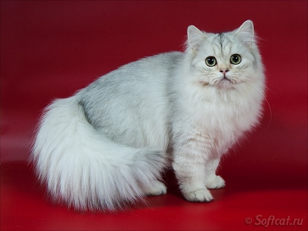 Когда я буду именинник, куплю я хвостик за полтинник. Мне продавец измерит рост и подберет по росту хвост