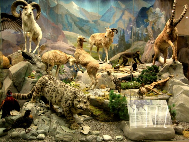 День в музее. Анжела в Государственном Дарвиновском музее