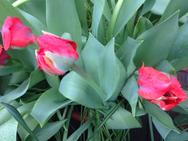 Фотосессия куклы ГДР Косолапки в Аптекарском огороде