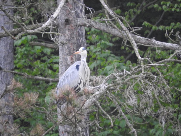 Любителям птиц. Серая цапля Словении