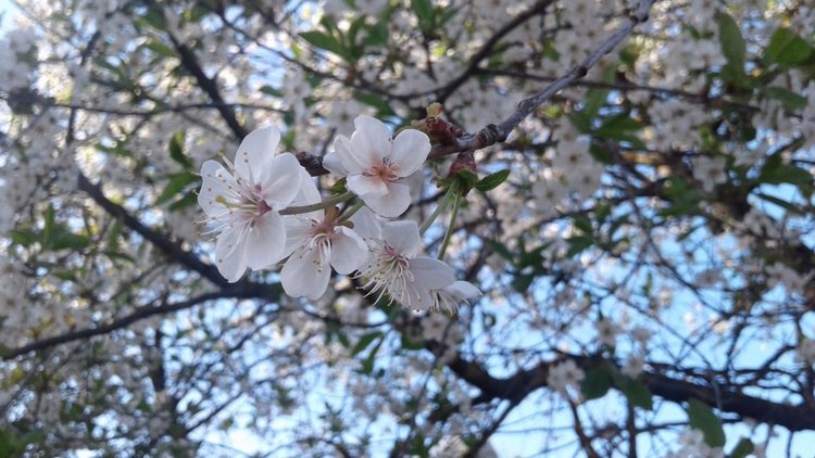 Природа Пскова: из весны в лето