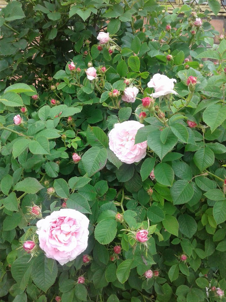 Псков: из лета в лето. Прогулки по городу и куклы