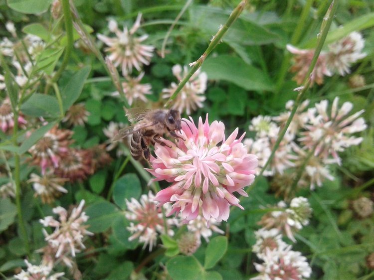 Псков: из лета в лето. Прогулки по городу и куклы