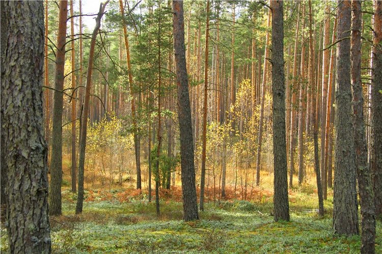 Зайка Зося. Авторская ручная работа Труничевой Ирины (фото 3)