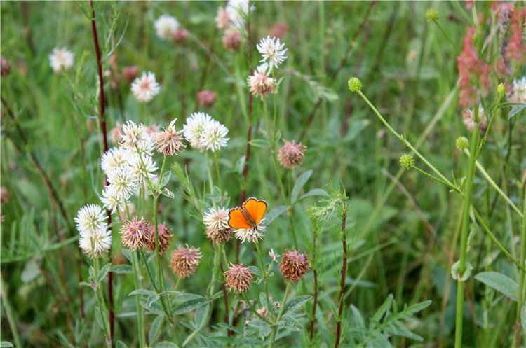 Просто Соня. Уникальные куклы от Сильвии Наттерер | Бэйбики Просто Соня. Уникальные куклы от Сильвии Наттерер