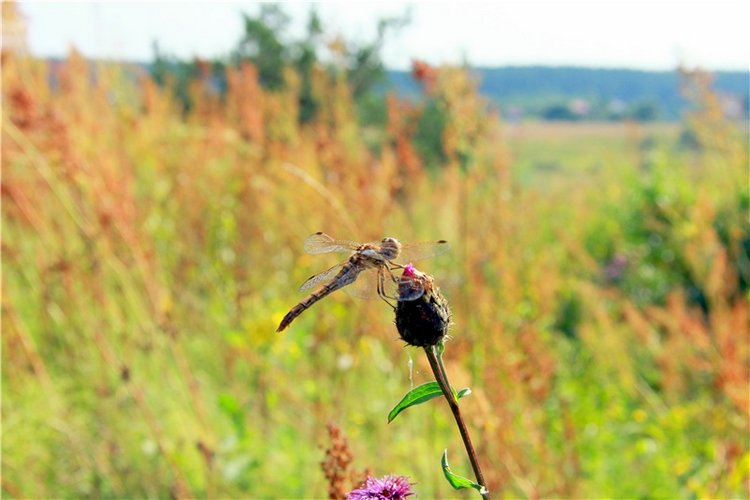 Просто Соня. Уникальные куклы от Сильвии Наттерер | Бэйбики Просто Соня. Уникальные куклы от Сильвии Наттерер