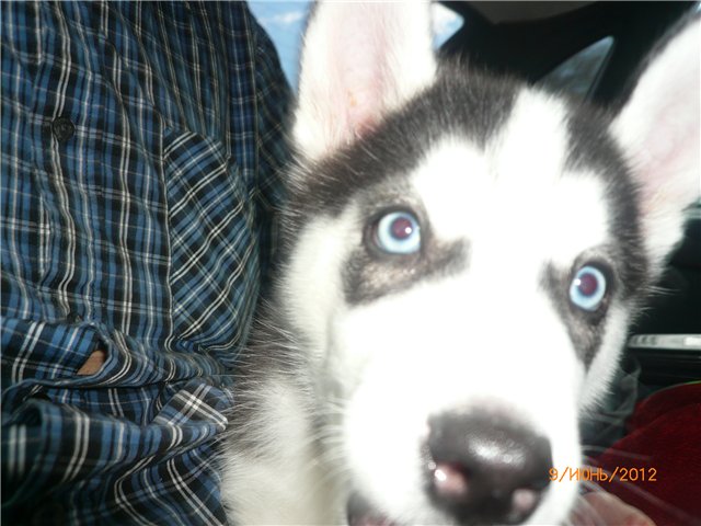 Лолочка гостит у бабушки Лены