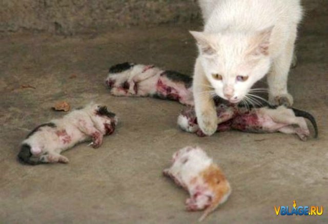 Мне вслед глядит душа кошачья... 4 октября - день памяти святого Франциска и Международный день животных