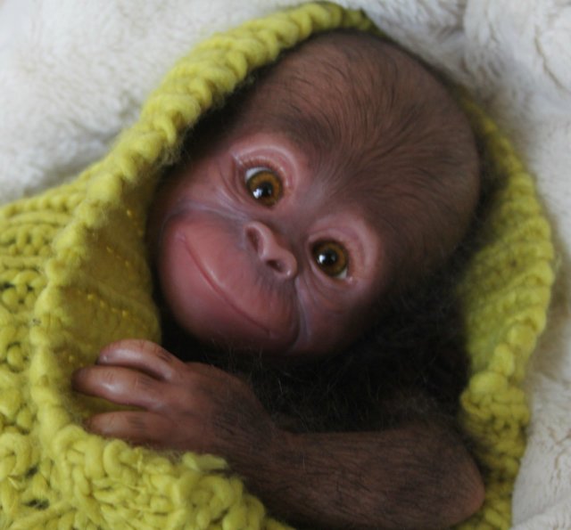 Обезьянка Bindi кукла реборн Элины Кудрявцевой