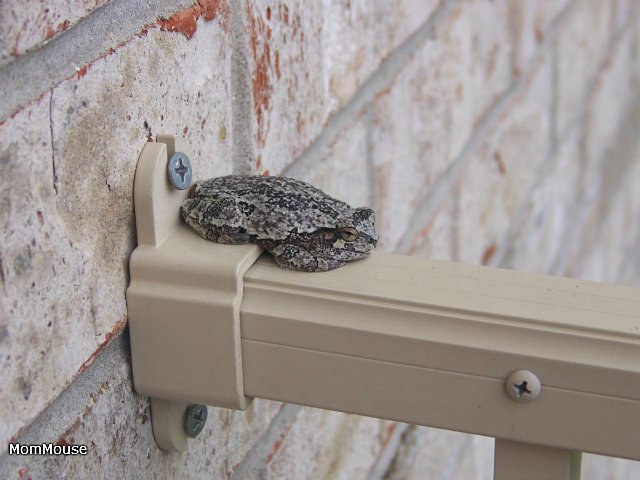 Новая семейка...или *Крошка на ладошке*-Агата(Realpuki Soso) (фото 7)