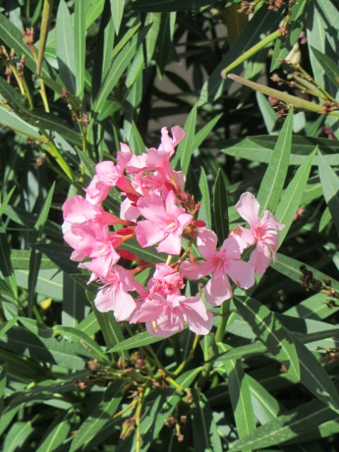 "Моя Италия". Часть 1 - Генуя