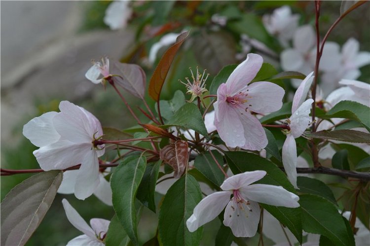 Цветение вишни — Одежда и обувь для кукол своими руками: фото