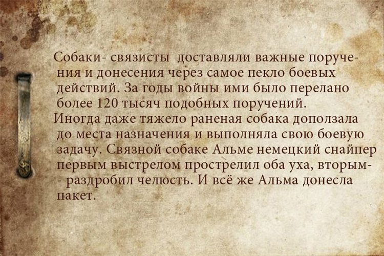 Собаки-бойцы, герои Великой Отечественной войны (фото 8)