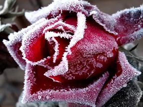 Я шила платье цвета розового пепла