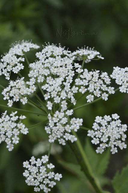 Яркие краски. Вихтели Rosemarie Anna Muller