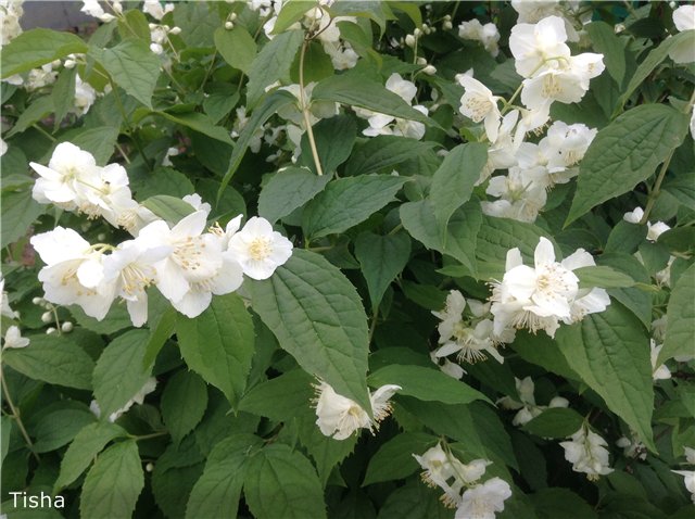 Малышки Шарнирочки из СССР, Кирово - Чепецкая фабрика