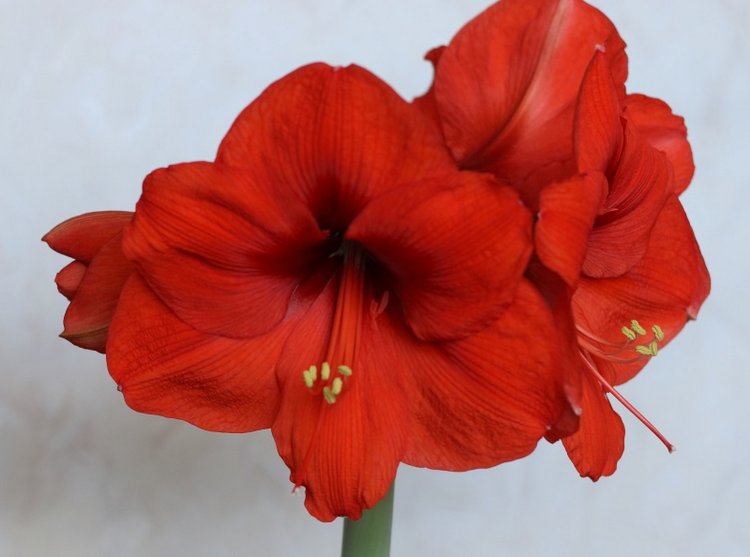 Маленькие мышки и большие прекрасные цветы