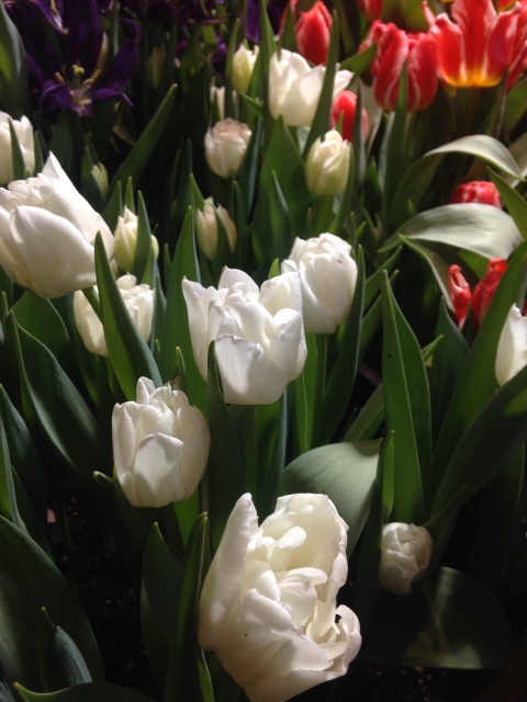 Поздравление с 8 Марта или "Репетиция весны в аптекарском огороде"