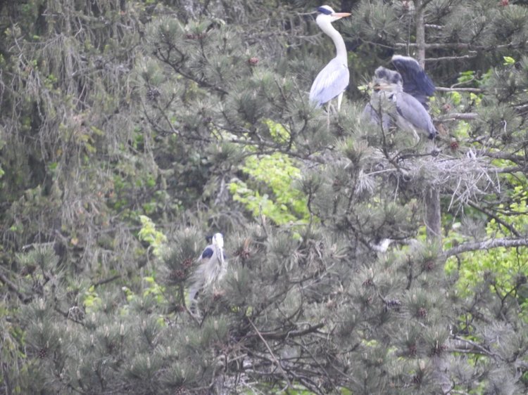 Любителям птиц. Серая цапля Словении