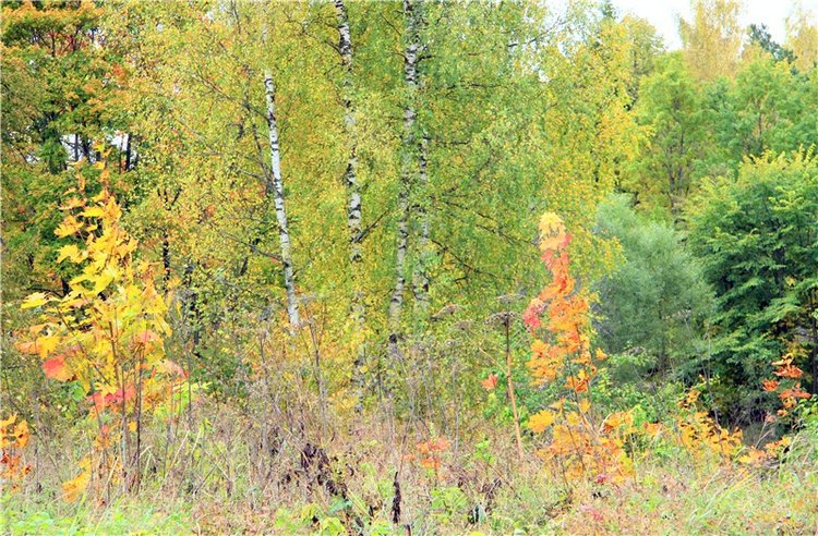 Из сентября в октябрь с воспоминанием о лете. Заключительная часть | Бэйбики Из сентября в октябрь с воспоминанием о лете. Заключительная часть (фото 2)