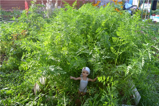 Один день из жизни Евочки на даче. Элин от Iplehouse (фото 2)