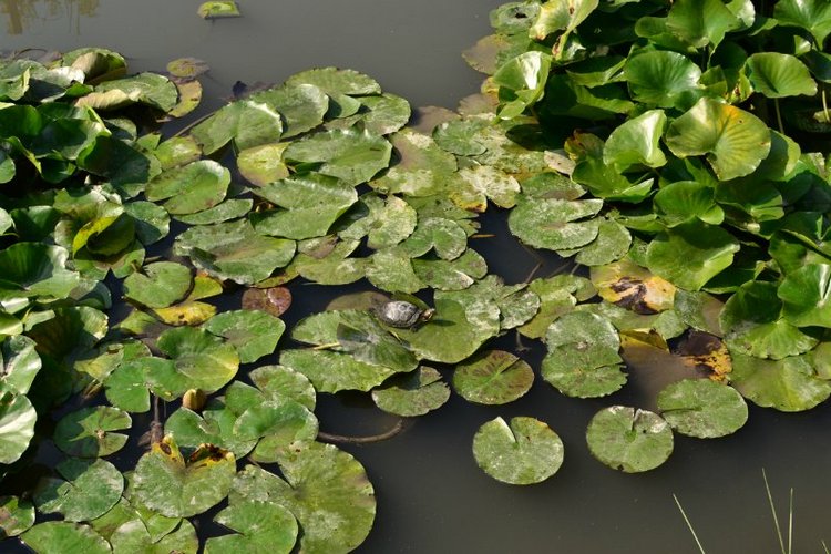 Осенние мотивы (любителям Юджин посвящается:)