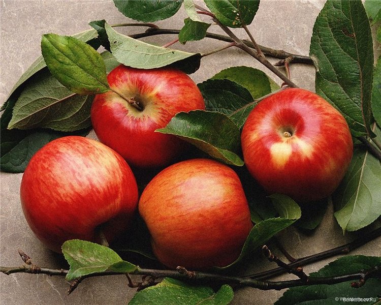 Эльфийское яблочко, outfit for bjd (фото 4)